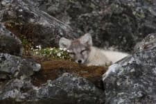 Sample 6 – Kit fox