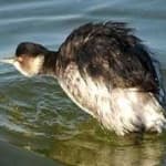 Sample 1 – Black necked grebe
