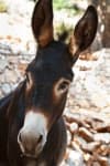 Sample 4 – Mule