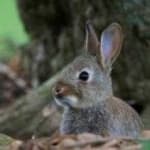 Sample 6 – Rabbit