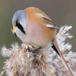 Sample 3 – Bearded reedling