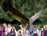Sample 2 – Eagle