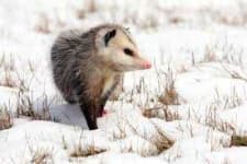 Sample 1 – Possum
