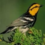 Sample 6 – Golden cheeked warbler