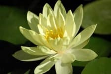 Sample 6 – Water lily