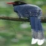 Sample 5 – Taiwan magpie