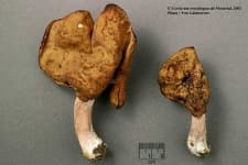 Sample 4 – Gyromitra