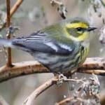 Sample 2 – Townsends warbler