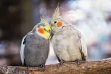 Sample 6 – Cockatiel