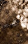 Sample 1 – Spider web