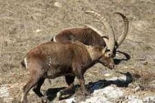 Sample 3 – Ibex