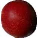 Sample 1 – Fruit