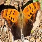 Sample 20 – Mark butterfly
