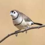 Sample 1 – Double barred finch