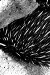 Sample 6 – Echidna