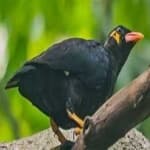Sample 6 – Enggano myna