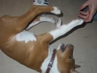 Sample of Basenji