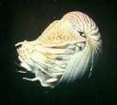 Sample 1 – Chambered nautilus