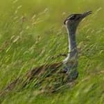 Sample 1 – Indian bustard