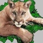 Sample 6 – Cougar face