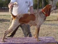 Sample of English foxhound