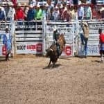 Sample 4 – Bull riding