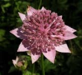 Sample 4 – Flowers