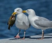 Sample 4 – Seagull