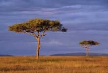 Sample of Savanna