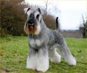 Sample 5 – Miniature schnauzer