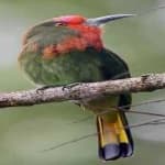 Sample 2 – Red bearded bee eater