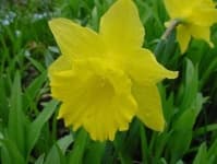 Sample 2 – Daffodil