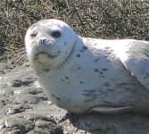 Sample 6 – Harbor seal