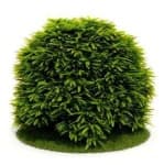 Sample 3 – Bush