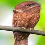 Sample 5 – Barred puffbird