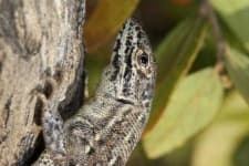 Sample 2 – Agama