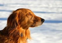 Sample 5 – Golden retriever