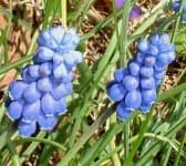 Sample 2 – Grape hyacinth