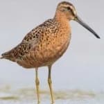 Sample 5 – Short billed dowitcher