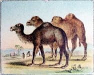 Sample 5 – Camel