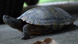 Sample 5 – Tortoise