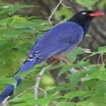 Sample 2 – Taiwan magpie