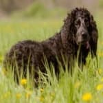 Sample 6 – American spaniel
