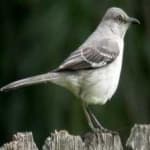 Sample of Northern mockingbird