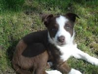 Sample 6 – Border collie