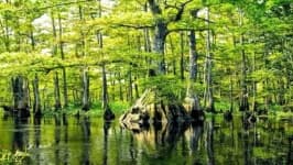 Sample 1 – Swamp