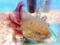 Sample 6 – Axolotl