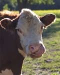 Sample 6 – Cattle