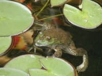Sample 2 – Bullfrog
