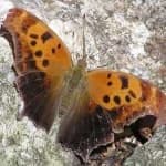 Sample 16 – Mark butterfly